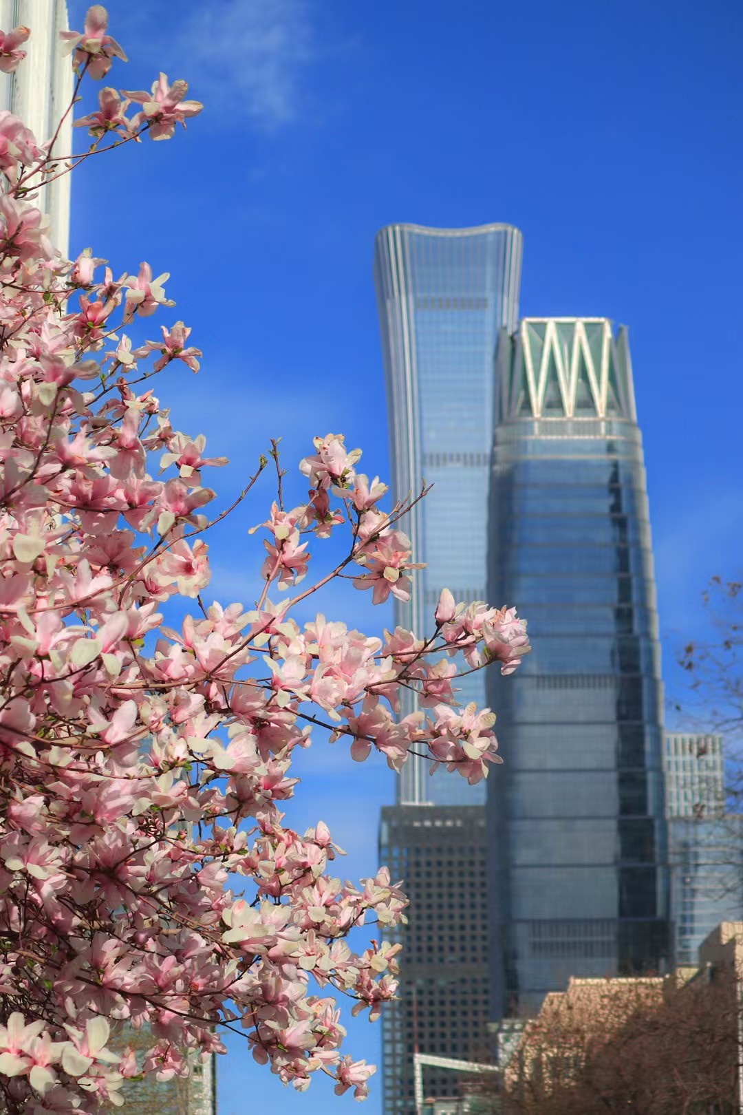 Pink magnolia blossoms in front of the glass towers of China World Trade Center under a blue sky